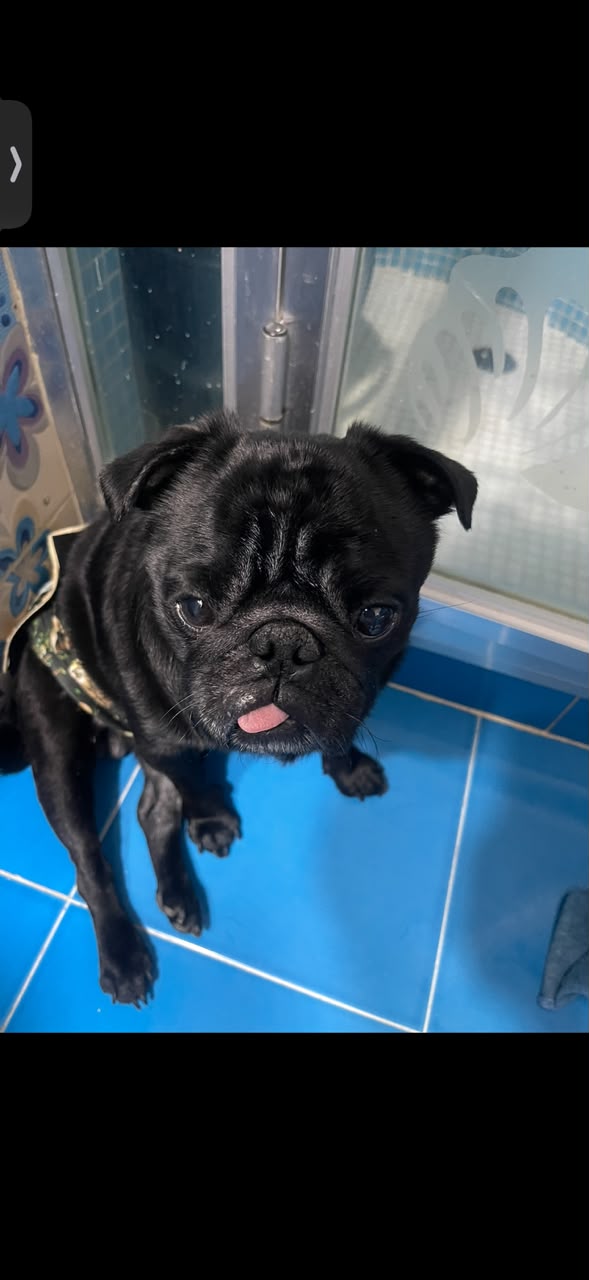Blackie