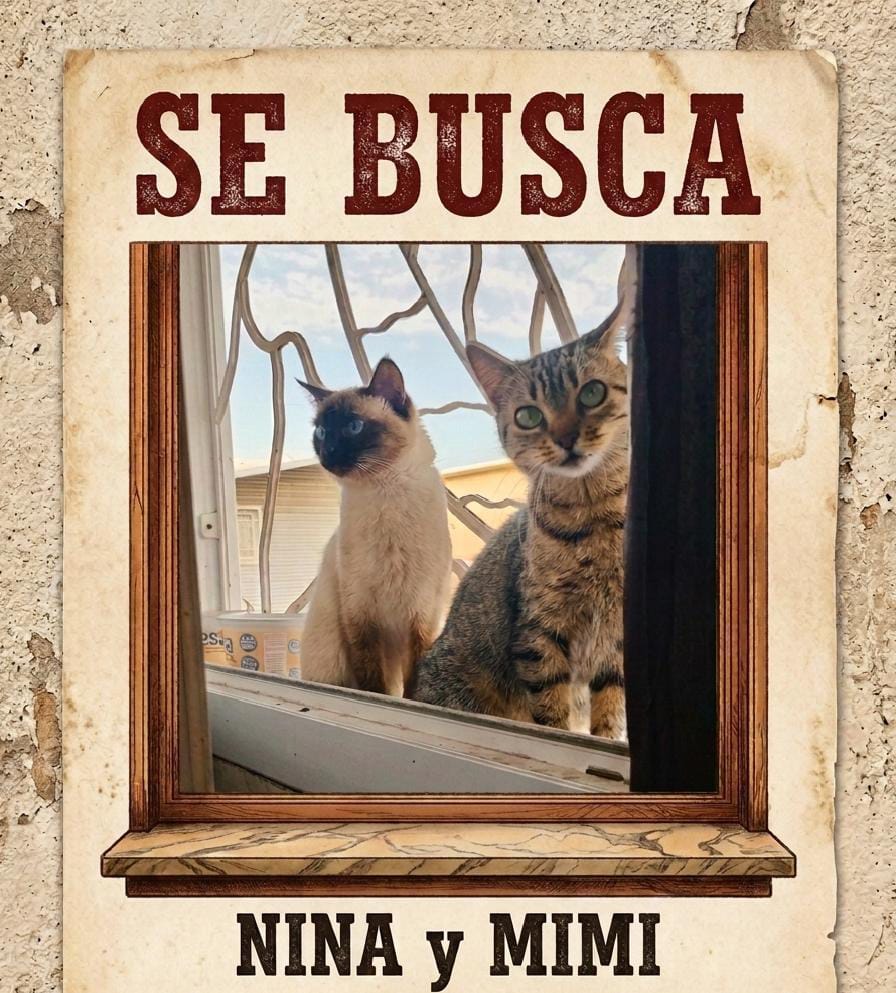 Nina la gata gris y Mimi la siamés
