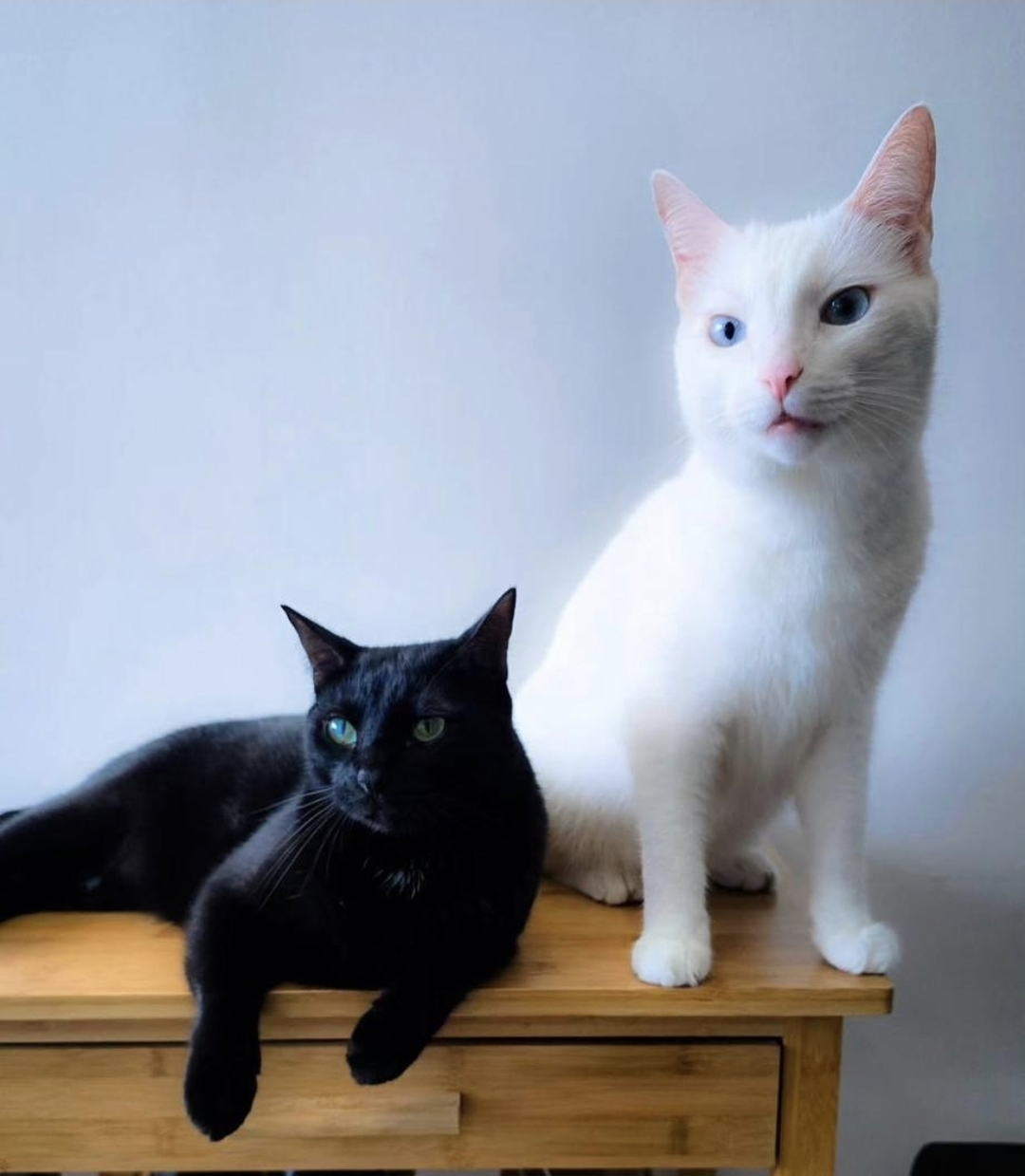 Coco y Cruela