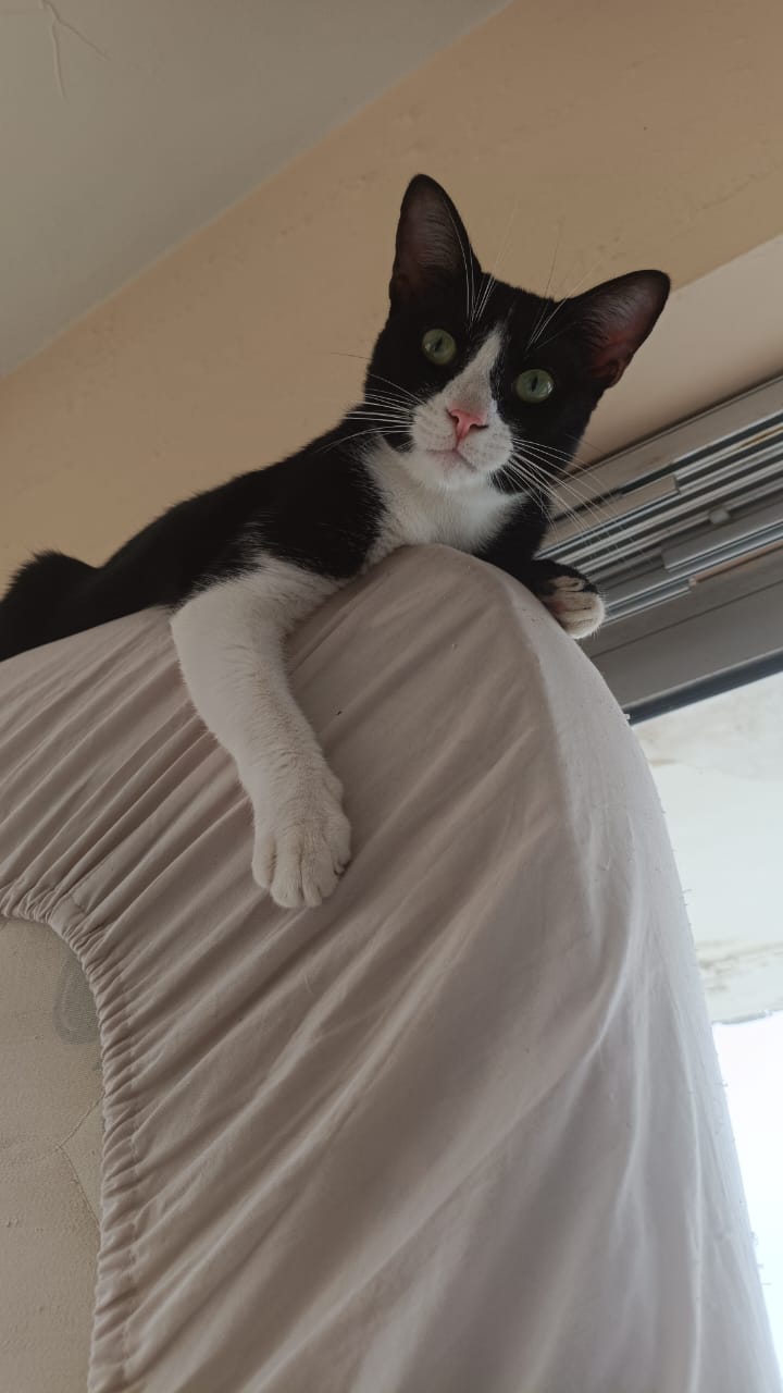 Tonny