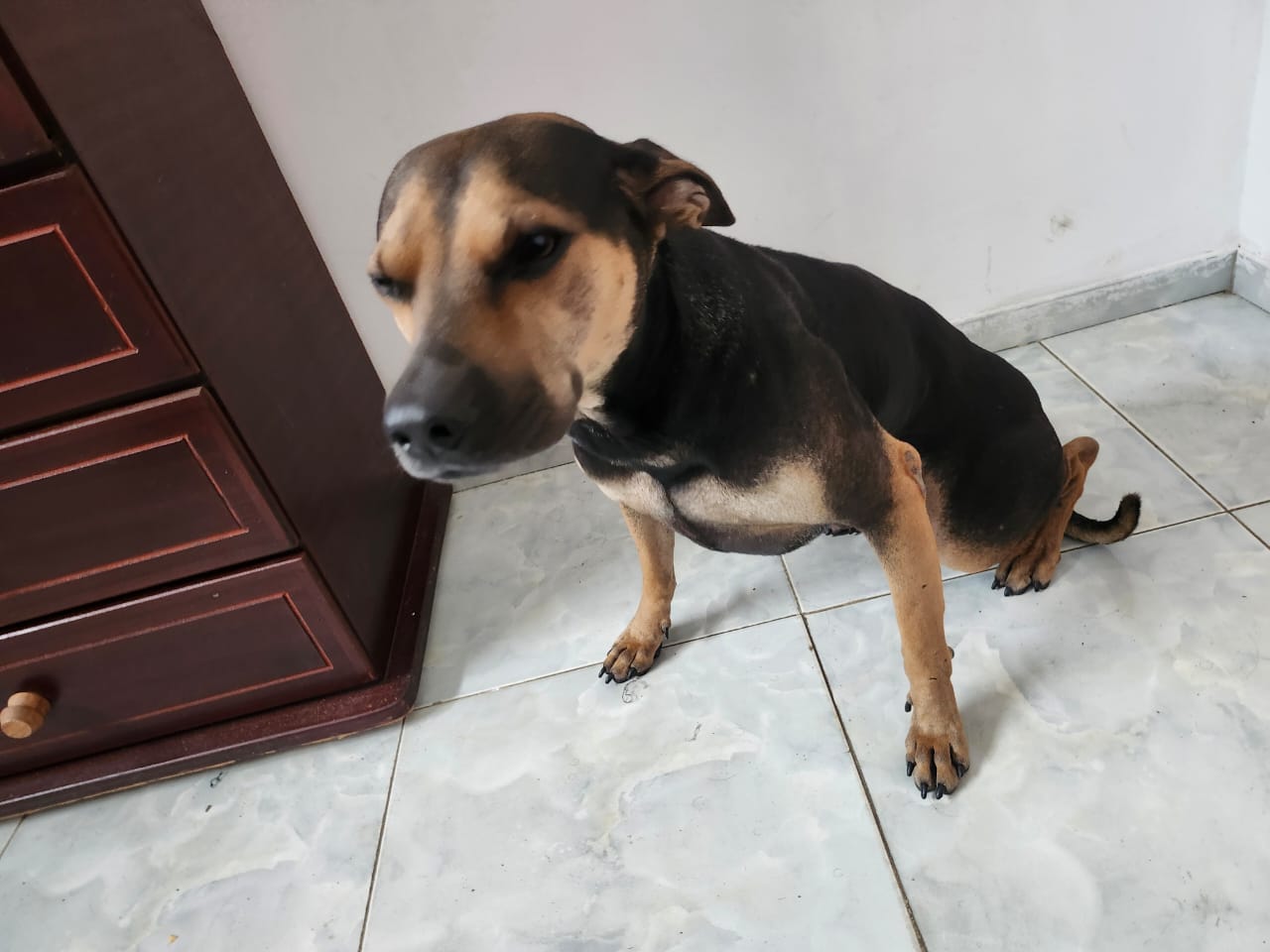 Mascota en casa
