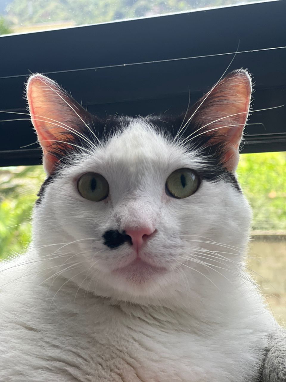 Tom