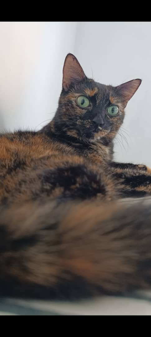 Negrita
