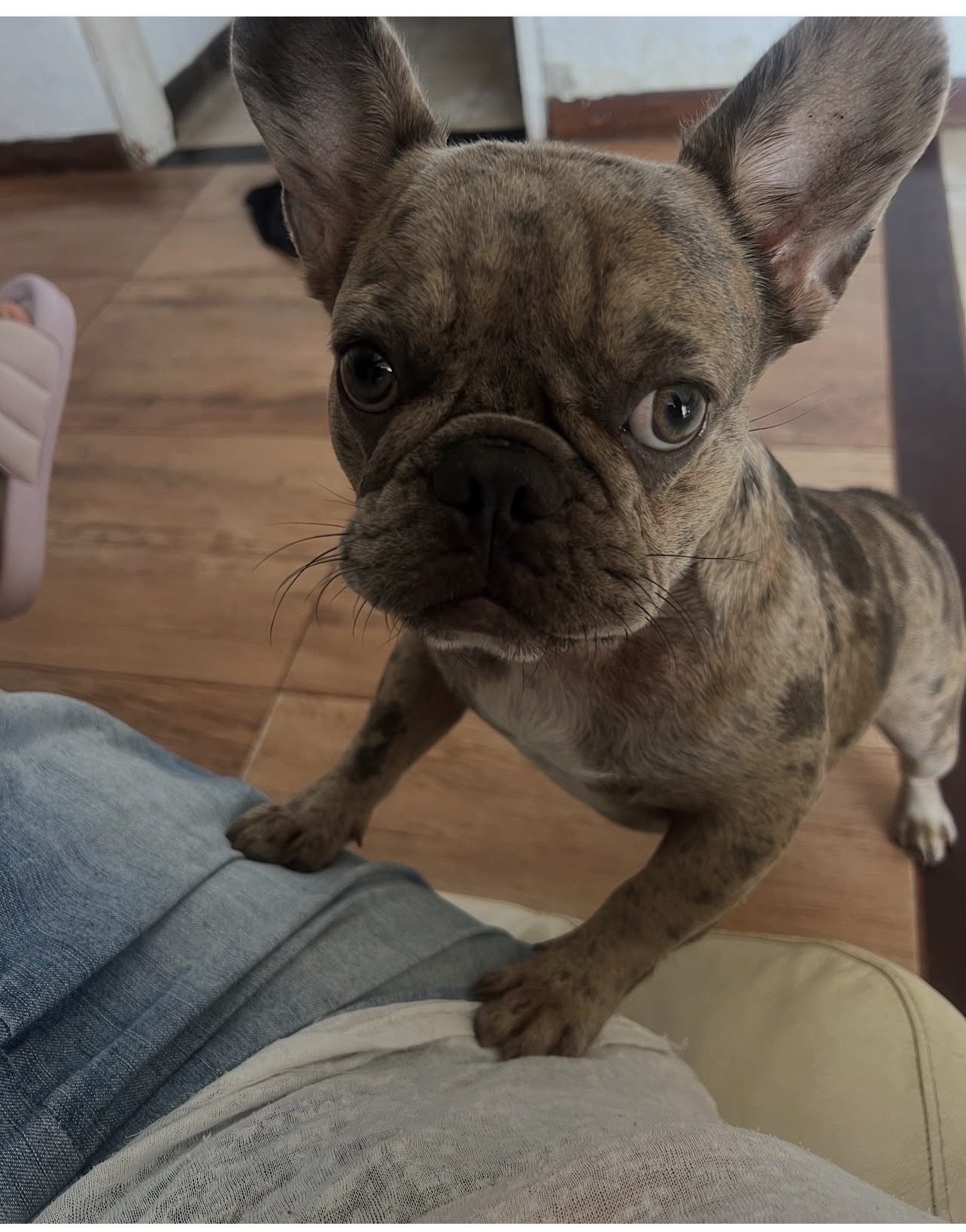 NELLA