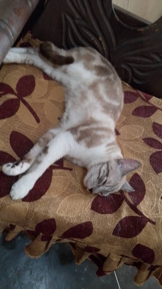 Leo